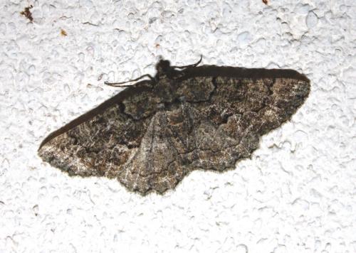 Réf. 241 052 : Peribatodes ilicaria